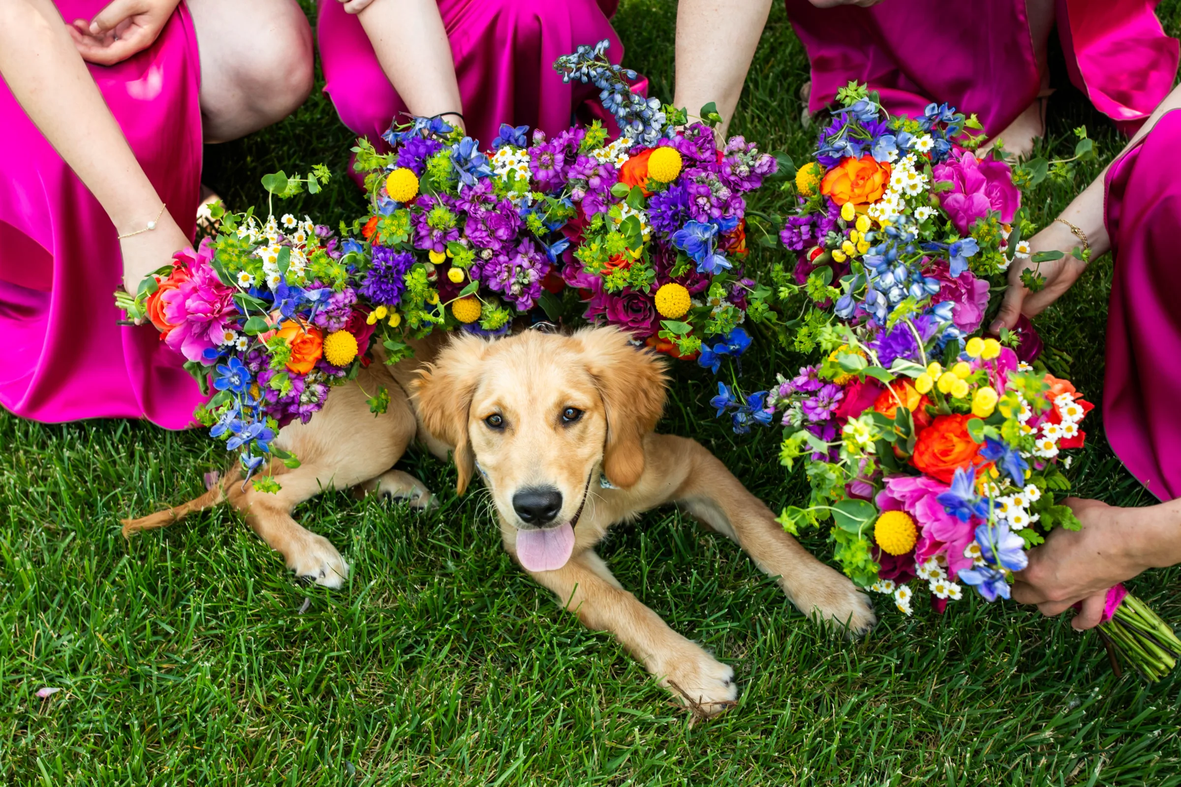 Vibrant wildflower wedding bouquets by Cosmic Gardens in Cross Plains, WI, surrounding a smiling golden retriever puppy on the grass with bridesmaids in bright magenta dresses.