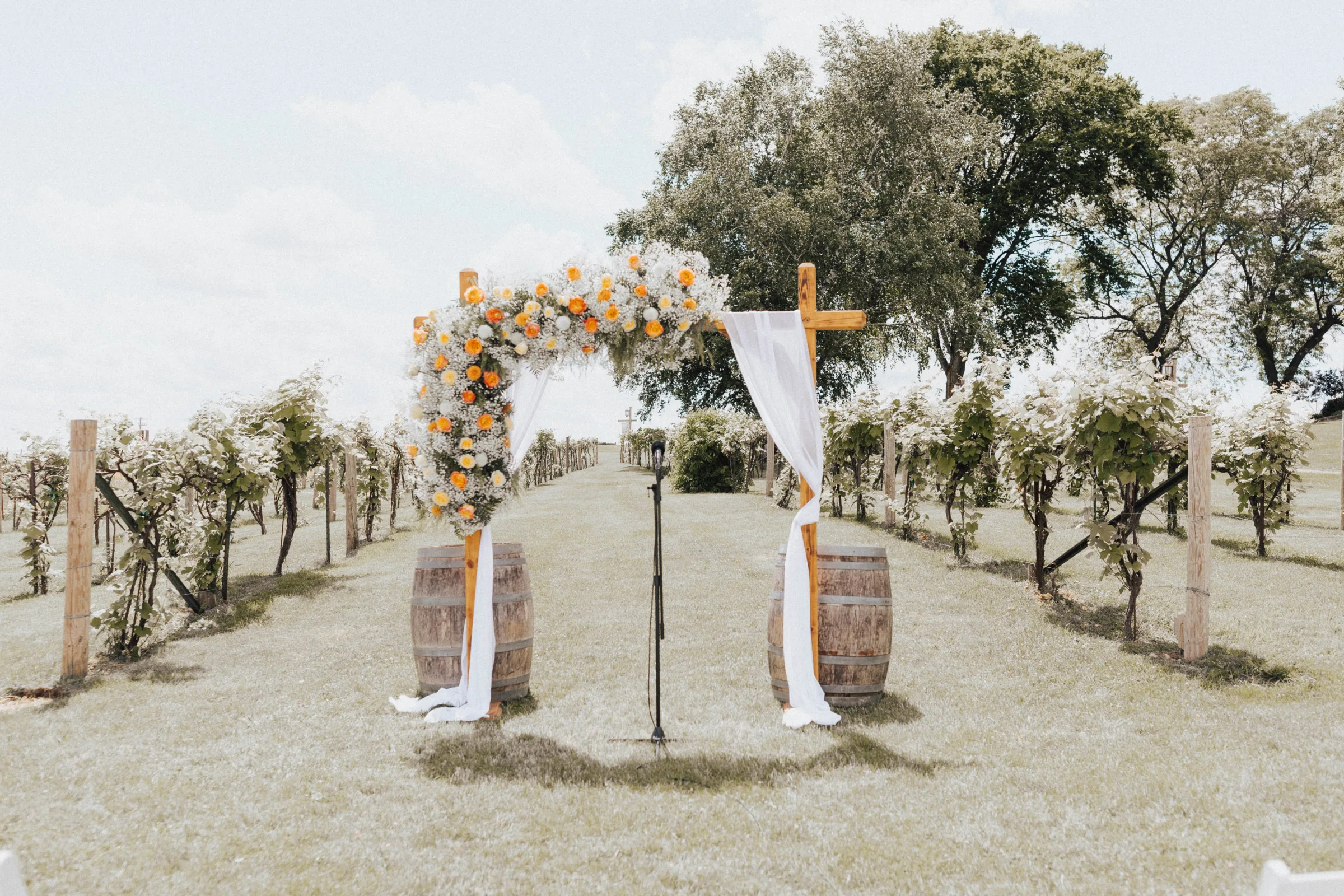 An outdoor winery ceremony setup featuring a beautiful wooden arch adorned by Sweet Pea Floral. The asymmetric floral installation on the arch features a dense cluster of orange dahlias, yellow roses, and white baby's breath, draped with flowing white fabric. The arch is flanked by two rustic wine barrels and stands between rows of vineyard grapevines under a bright sky.