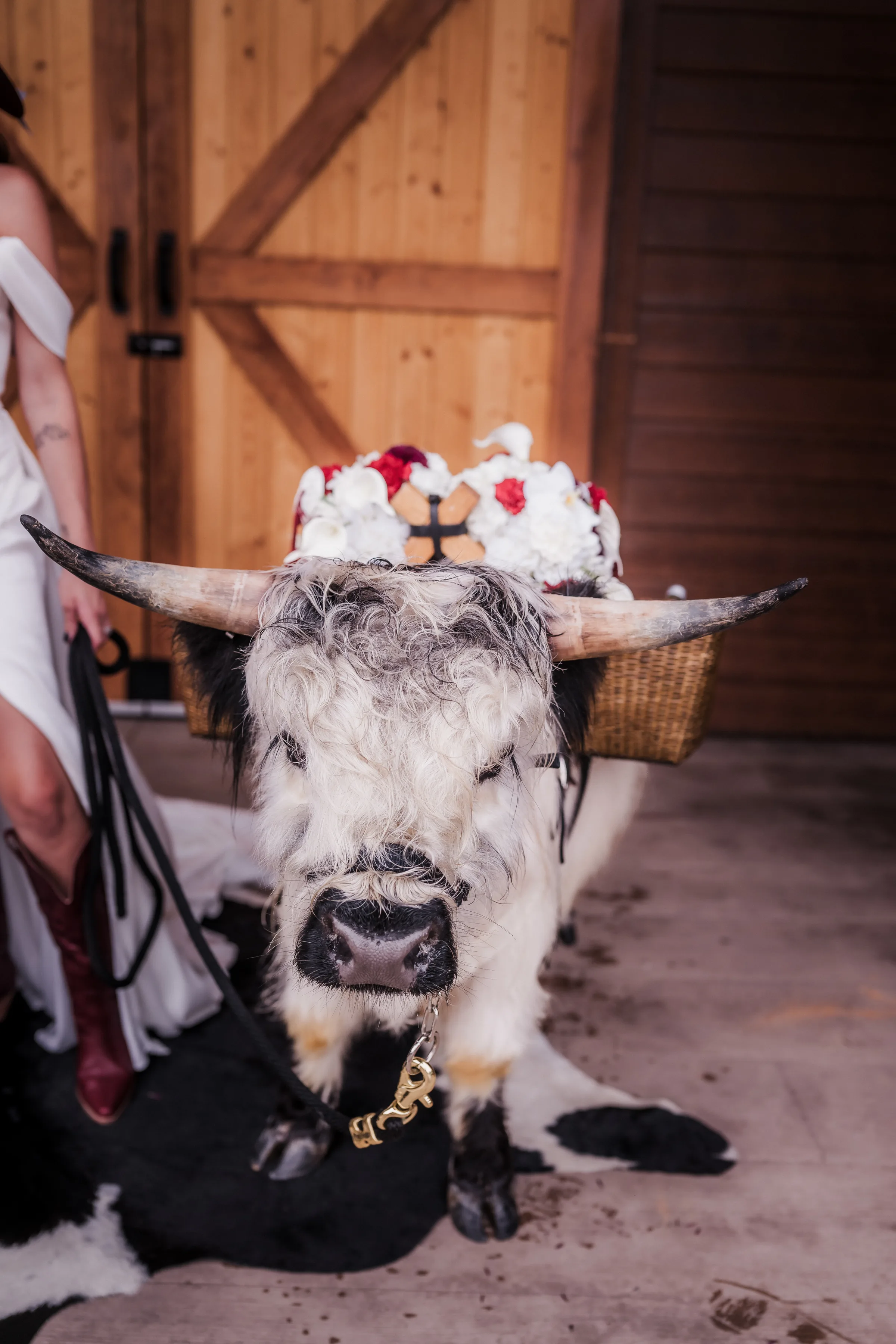 a front view of a black-and-white beverage steer dressed in florals from Melody Rose Designs