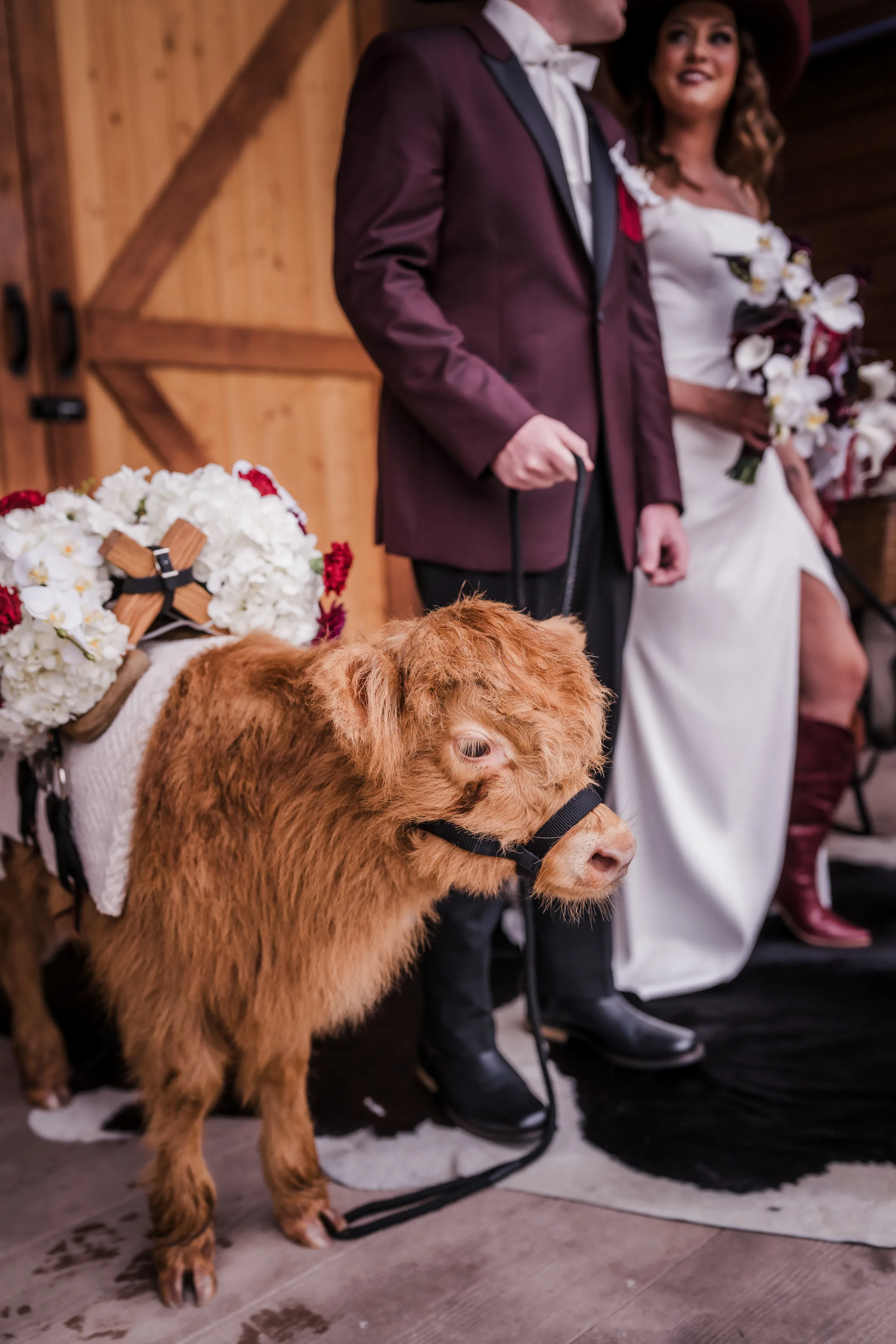 a small brown beverage steer outfitted to serve wedding drinks at a modern cowboy wedding at Barnwood Events