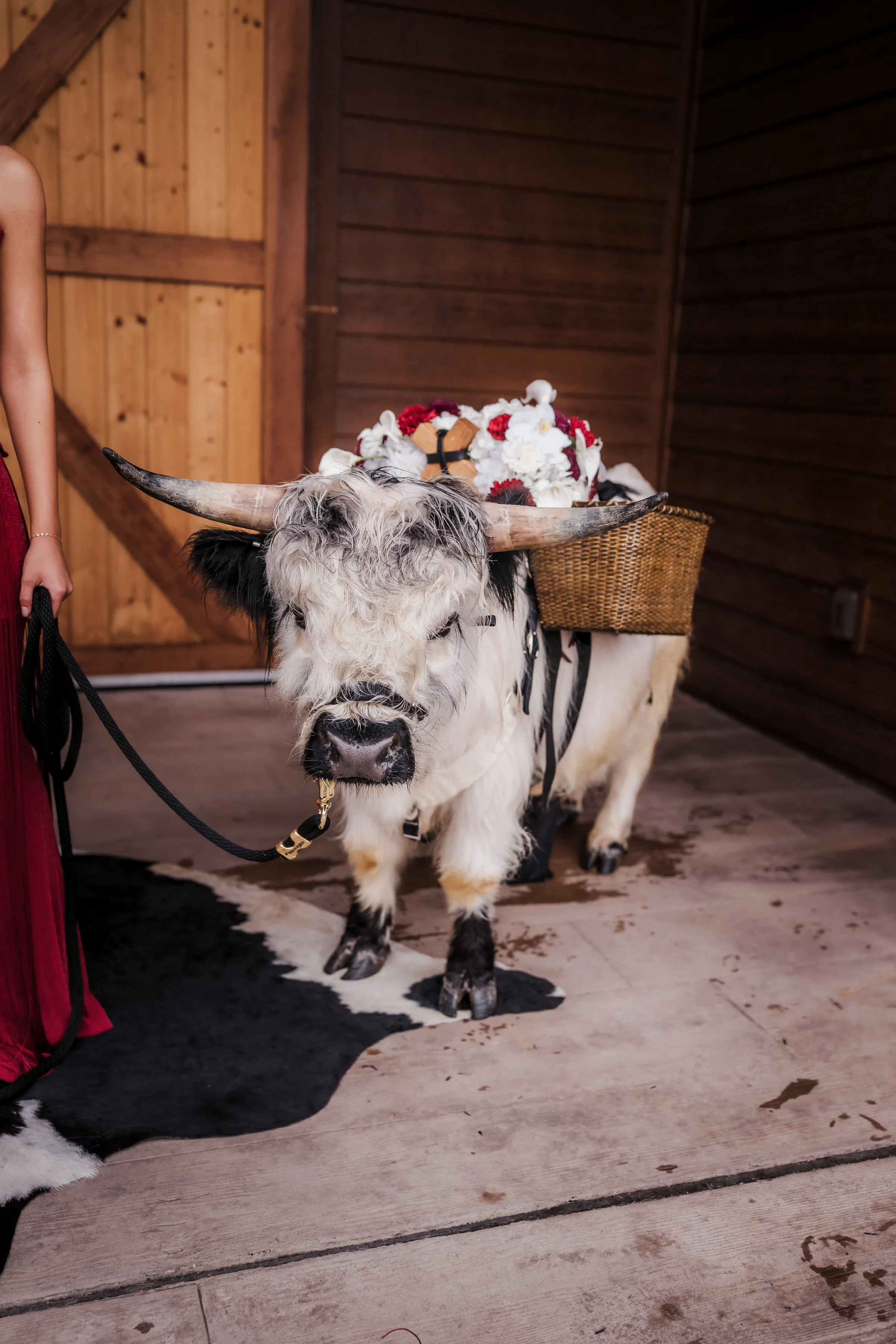 a front view of a black-and-white beverage steer dressed in florals from Melody Rose Designs and carrying baskets of drinks