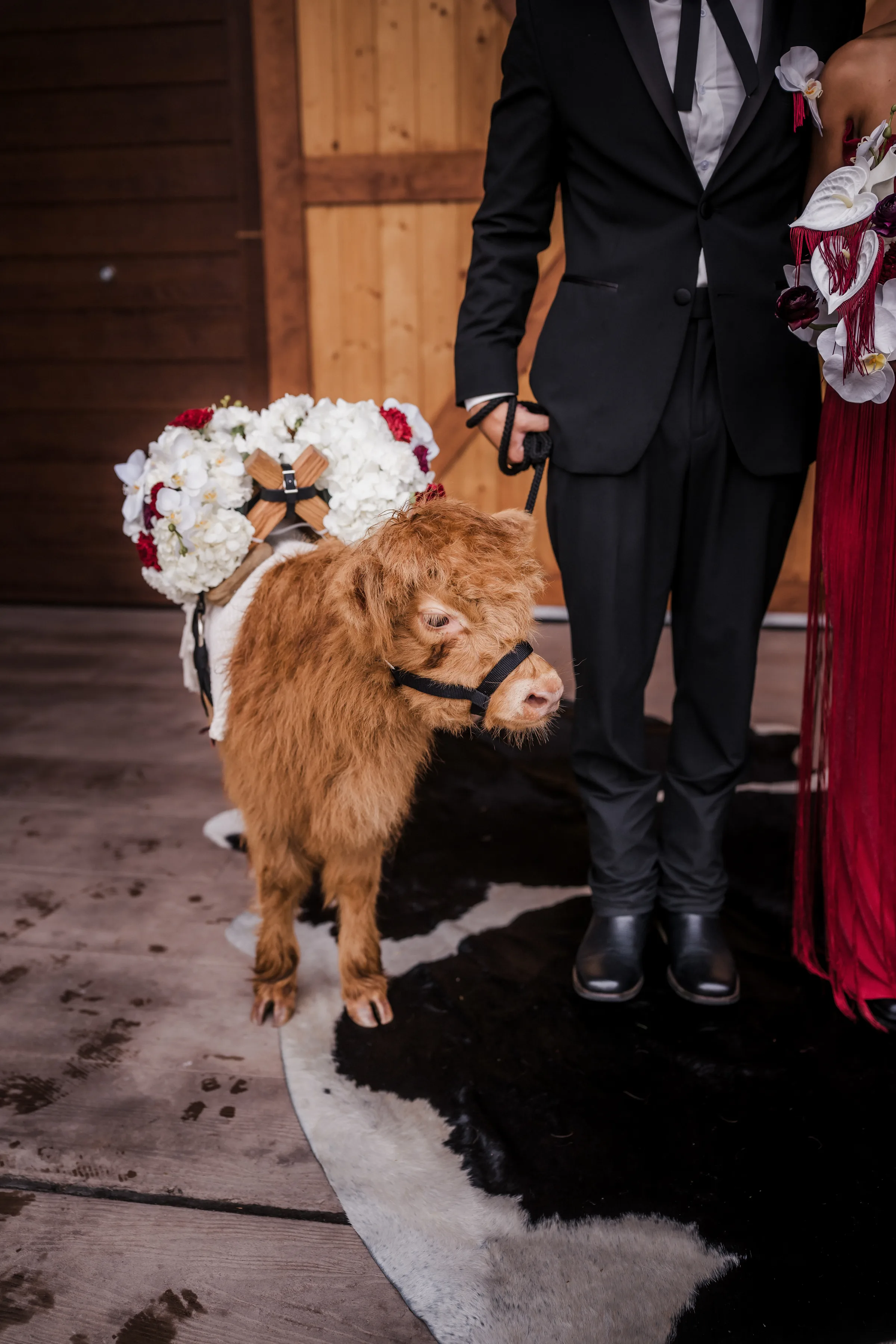a brown beverage steer stands beside a groom at Barnwood Events
