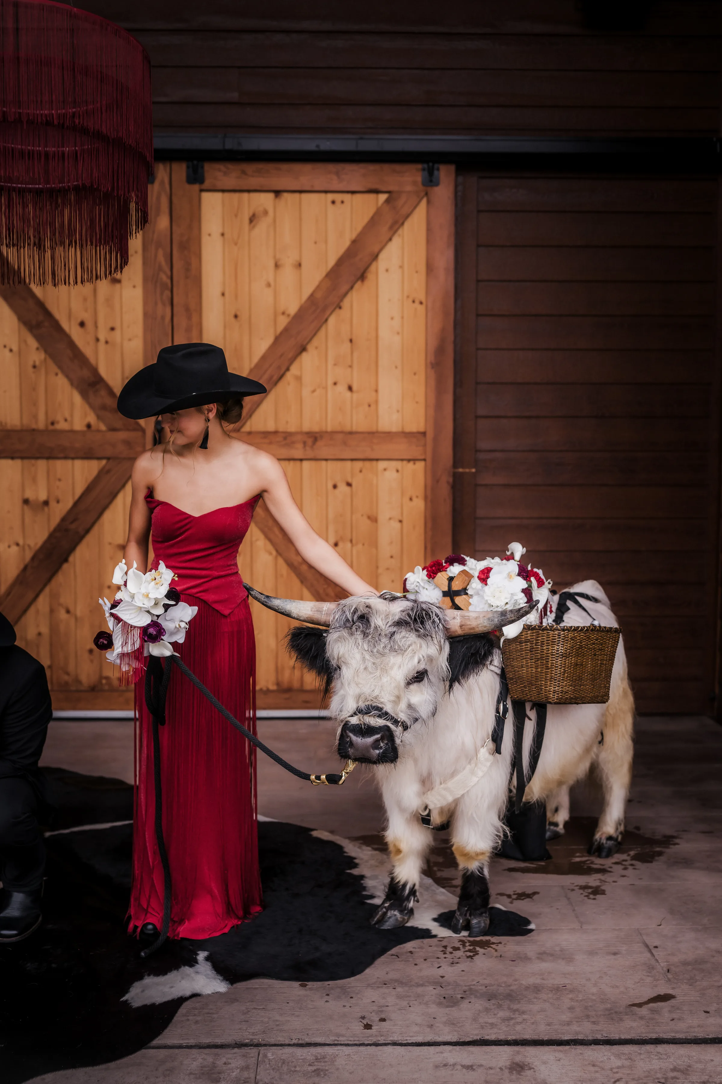 a bridemaid in a red dress reaches her hand out towards a black-and-white beverage steer at a modern cowboy wedding at Barnwood Events