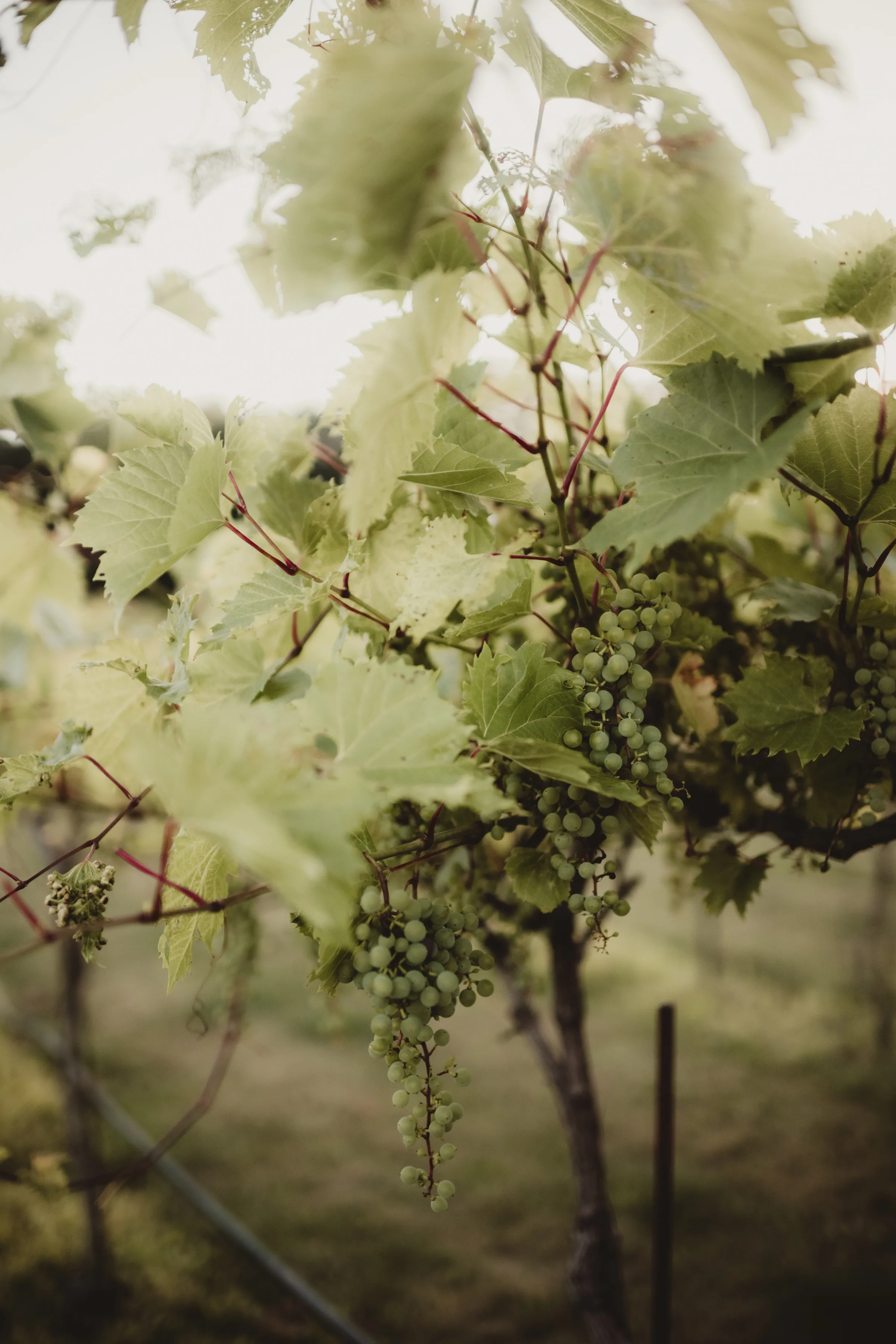 a grape wine in the Vennebu Vineyard